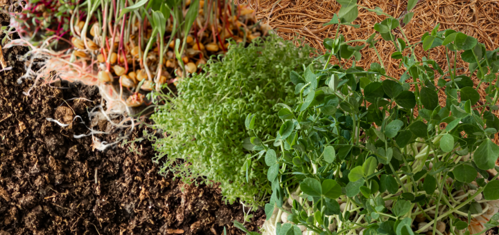 Healthy lifestyle with Microgreens