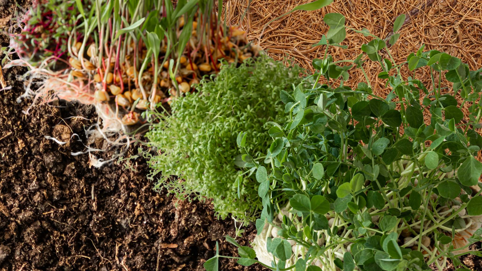 Healthy lifestyle with Microgreens