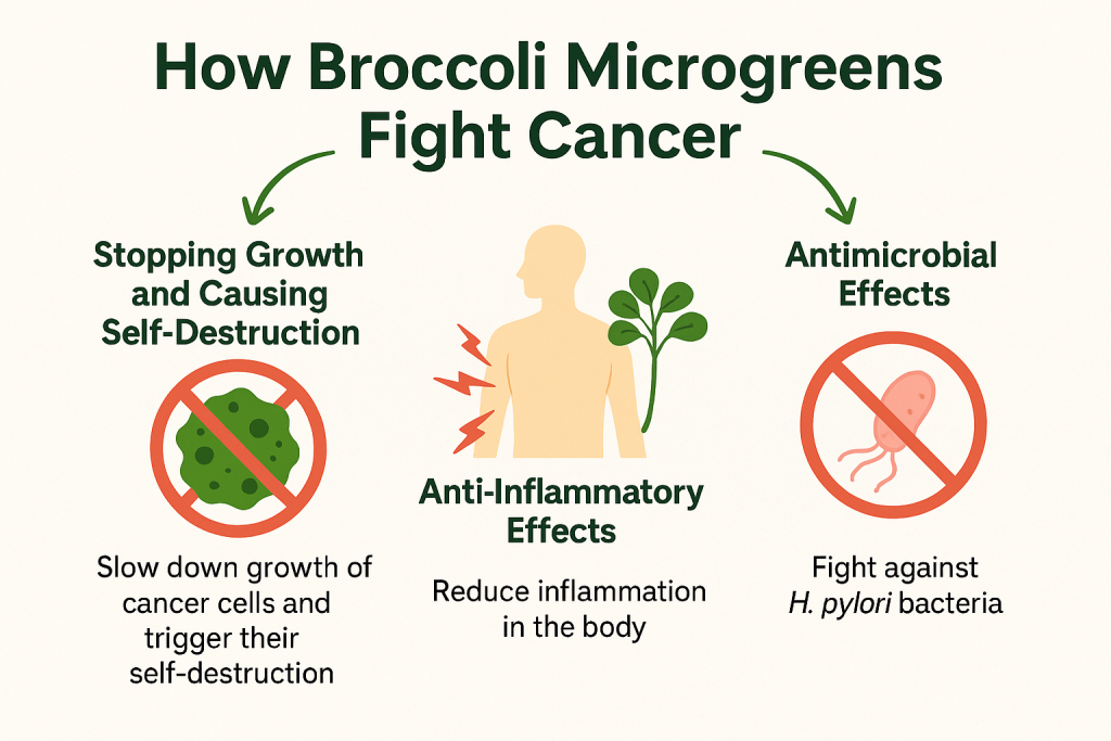 How broccoli microgreens and sprouts fight cancer cells 2