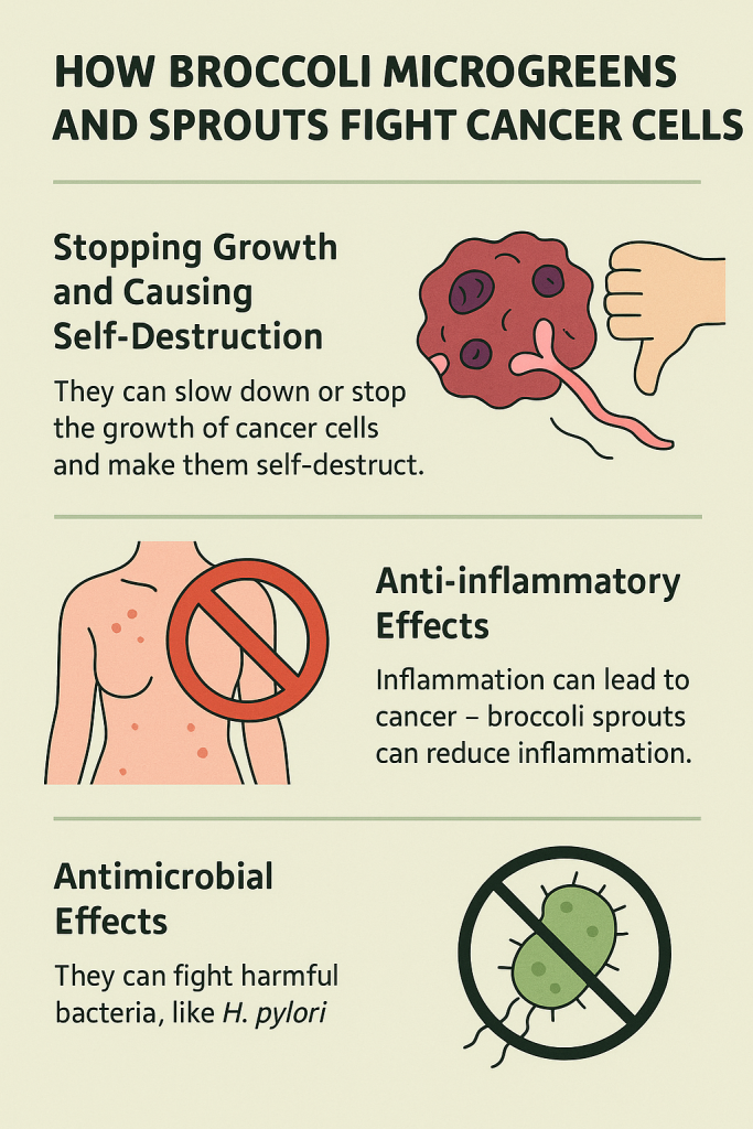 How broccoli microgreens and sprouts fight cancer cells