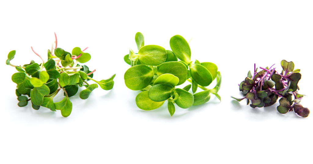 Young edible plants