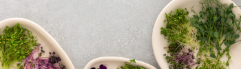 Microgreens as healthy lifestyle