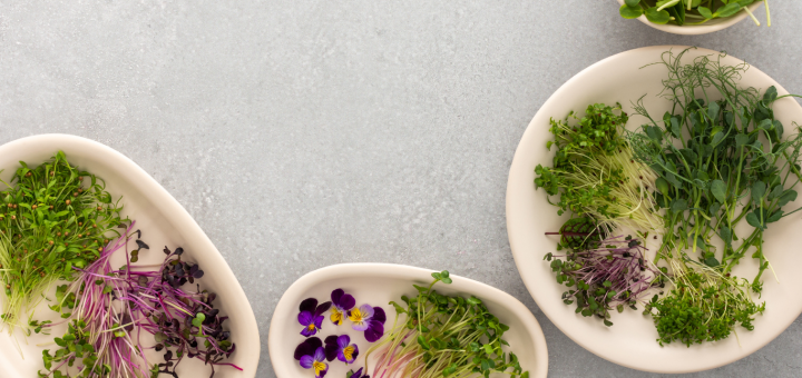 Microgreens as healthy lifestyle