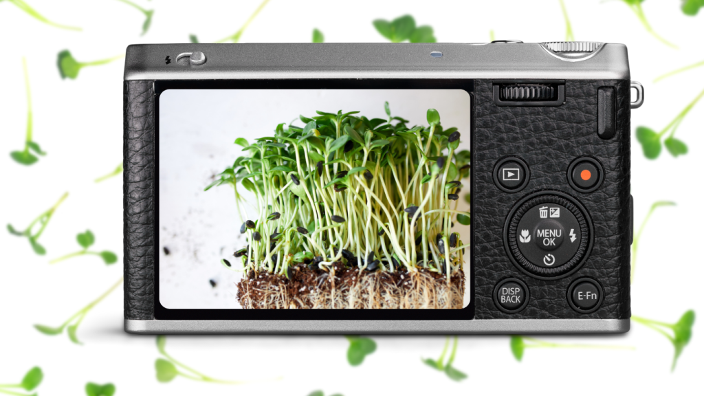 Microgreens art