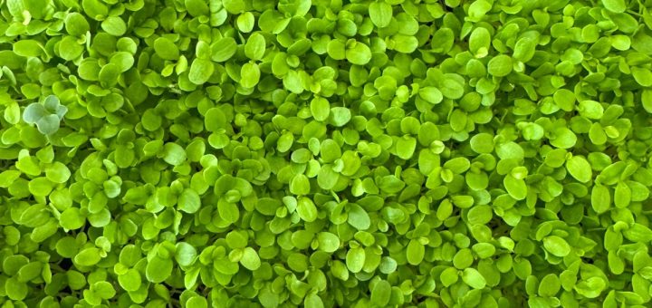 Lettuce Microgreens