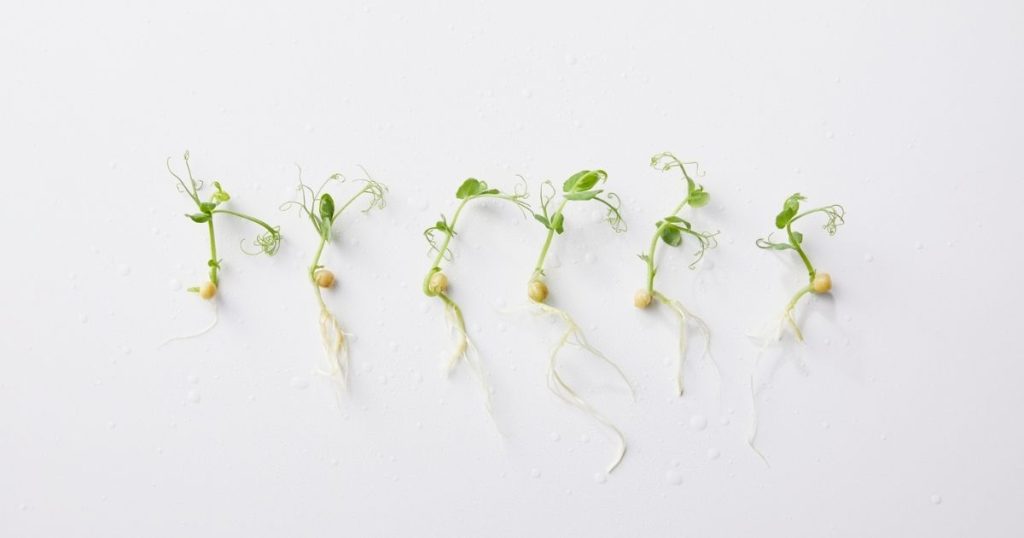 microgreens varieties