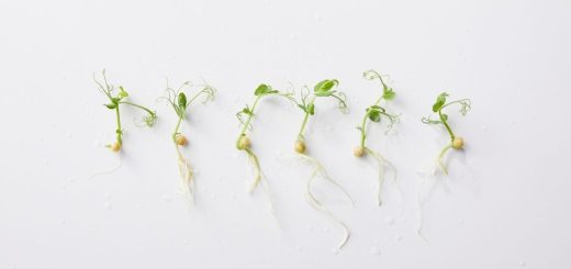 microgreens varieties