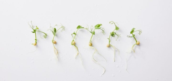 microgreens varieties