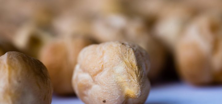 chickpea microgreens