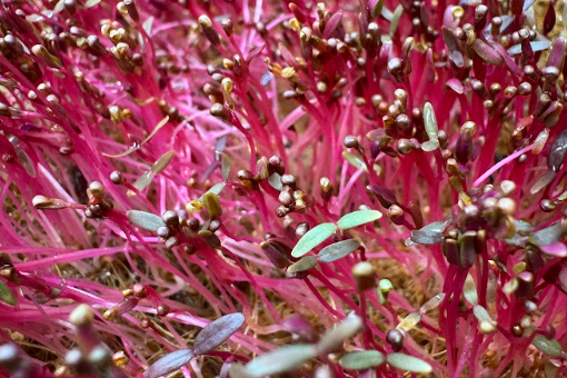 red amaranth