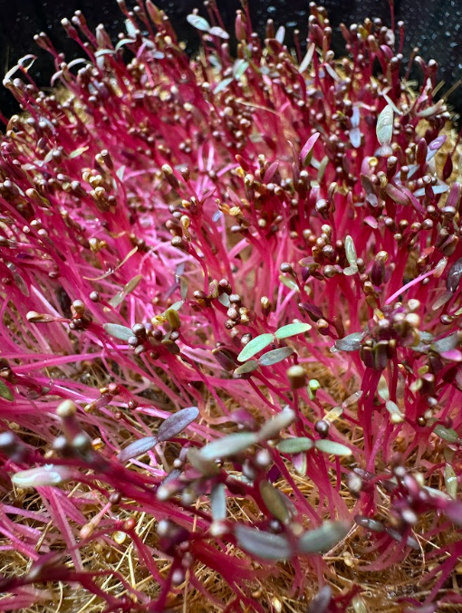 red amaranth