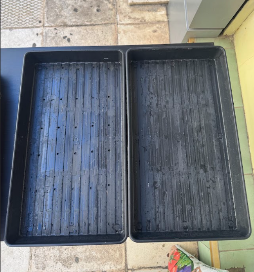 red amaranth trays