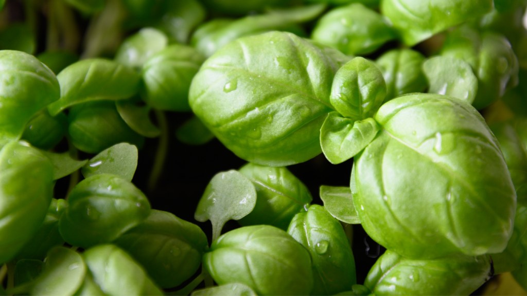 basil microgreens