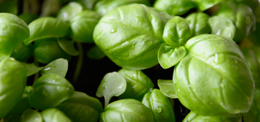 basil microgreens