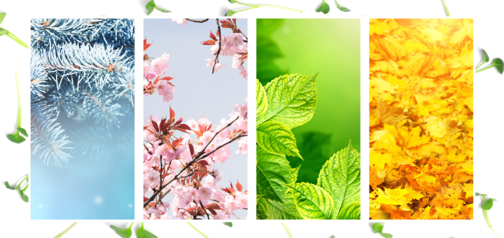 how to use microgreens according to the season