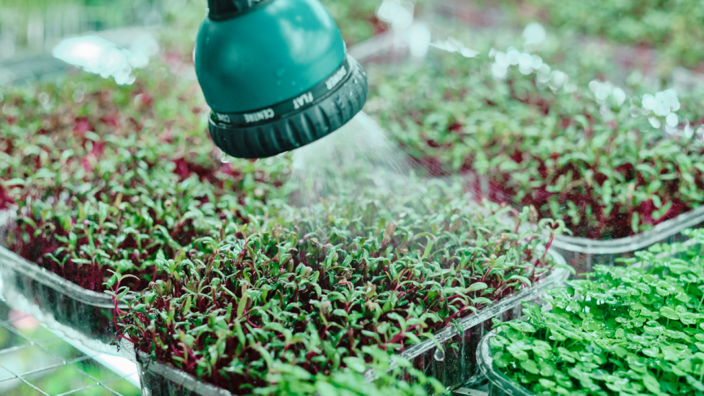 how to water microgreens