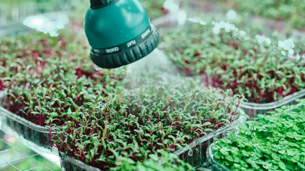 how to water microgreens