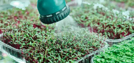 how to water microgreens