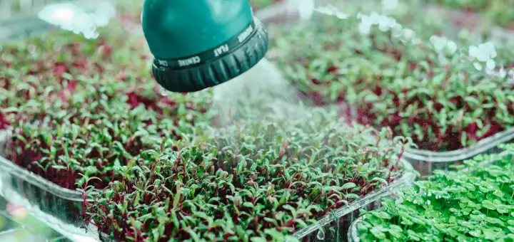 how to water microgreens