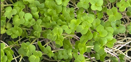 mustard microgreens