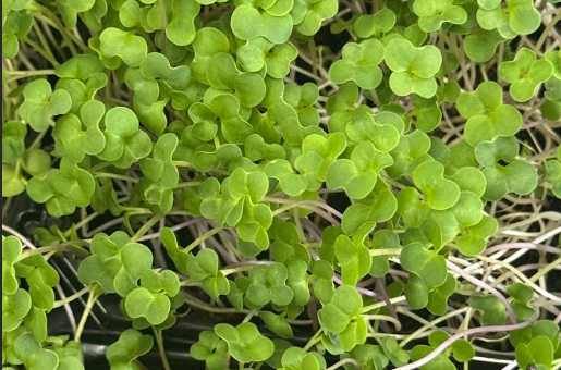 mustard microgreens