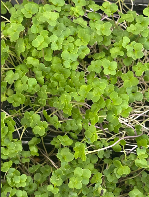 mustard microgreens