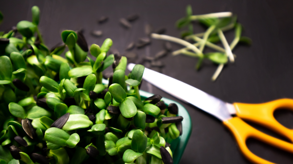 radish microgreens