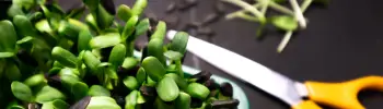 radish microgreens