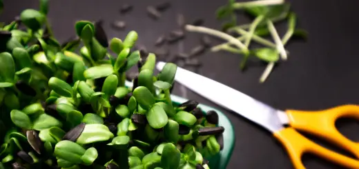 radish microgreens