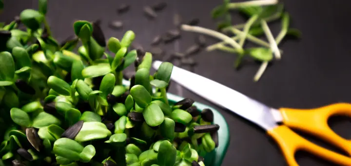 radish microgreens