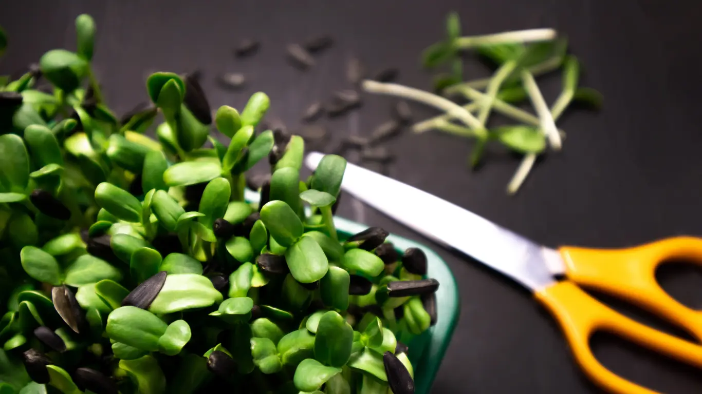 radish microgreens