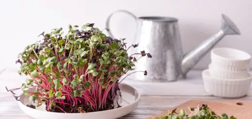 antioxidant radish microgreens