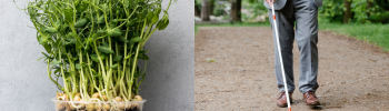 microgreens experience for blind people