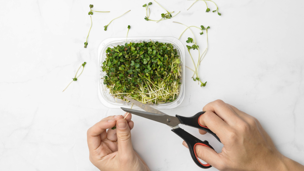 harvesting microgreens
