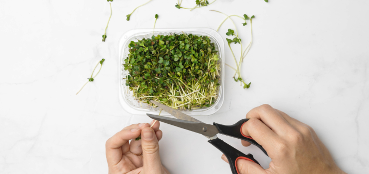 harvesting microgreens