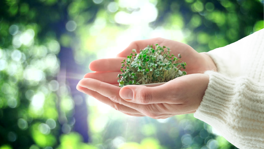 microgreens environment