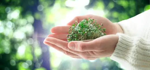 microgreens environment