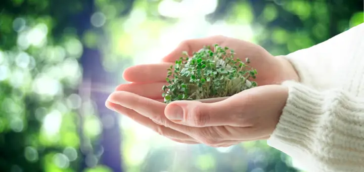 microgreens environment