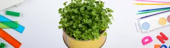 microgreens for kids
