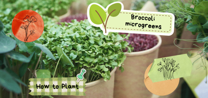 broccoli microgreens