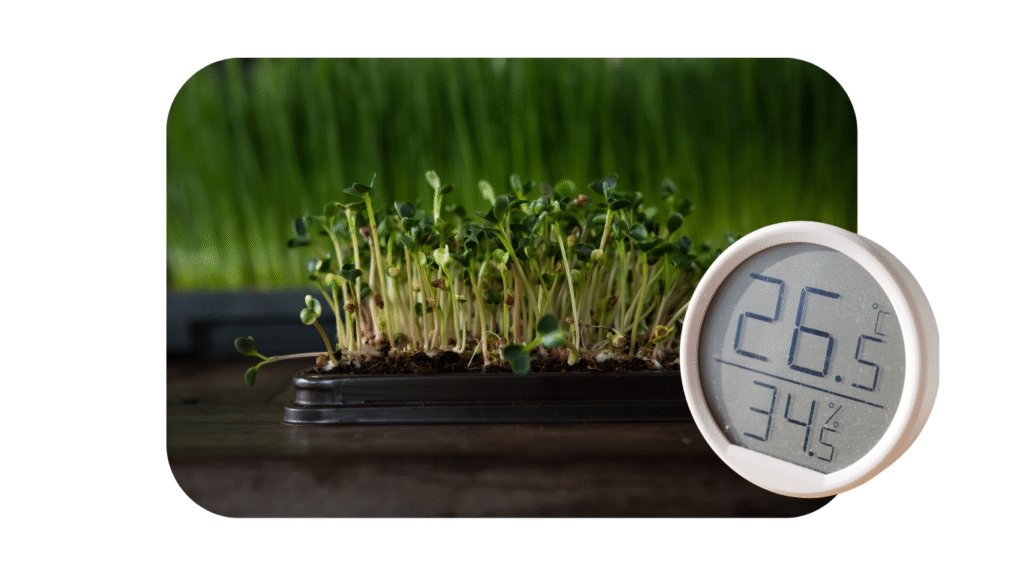ideal conditions to grow microgreens