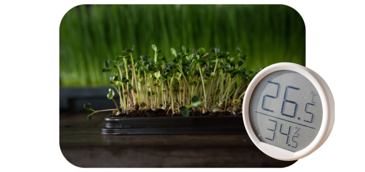 ideal conditions to grow microgreens