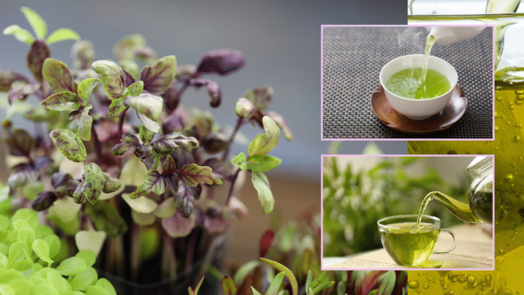 microgreens tea