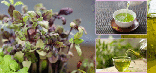 microgreens tea