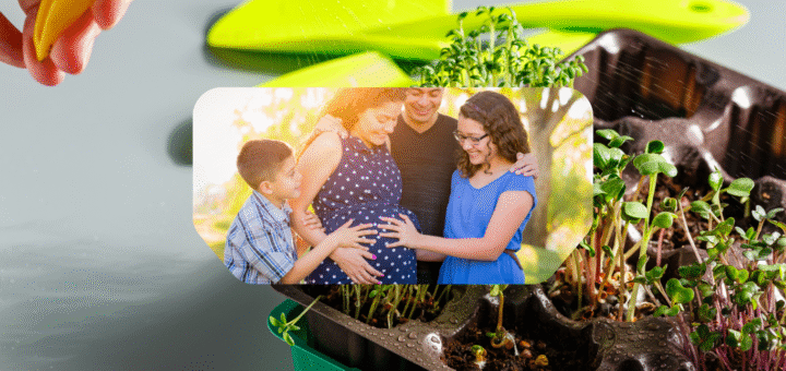 microgreens for pregnant