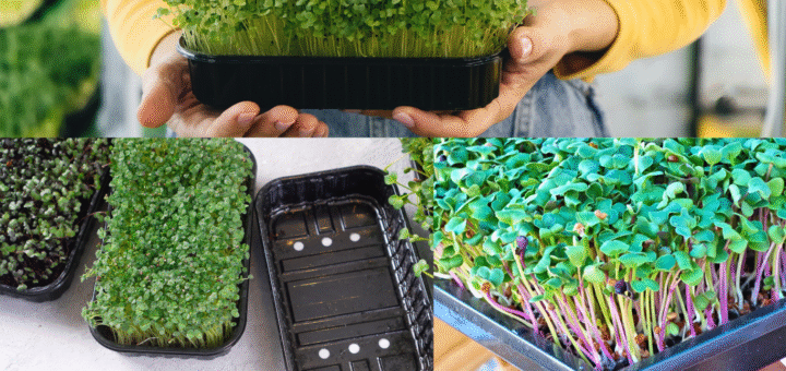tray for microgreens