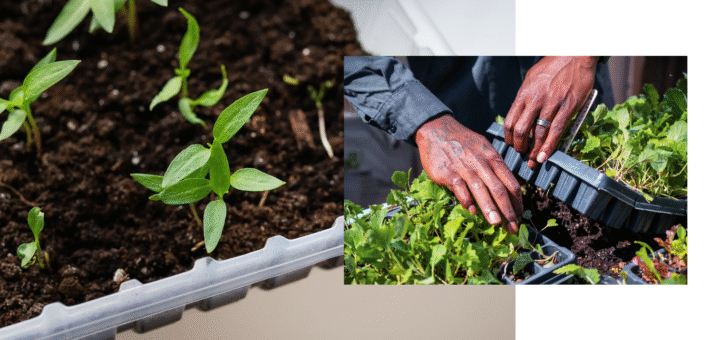 trays for microgreens