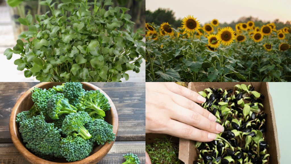 microgreens vs mature versions