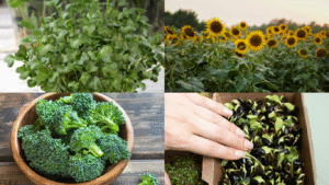 microgreens vs mature versions