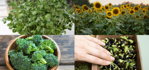 microgreens vs mature versions